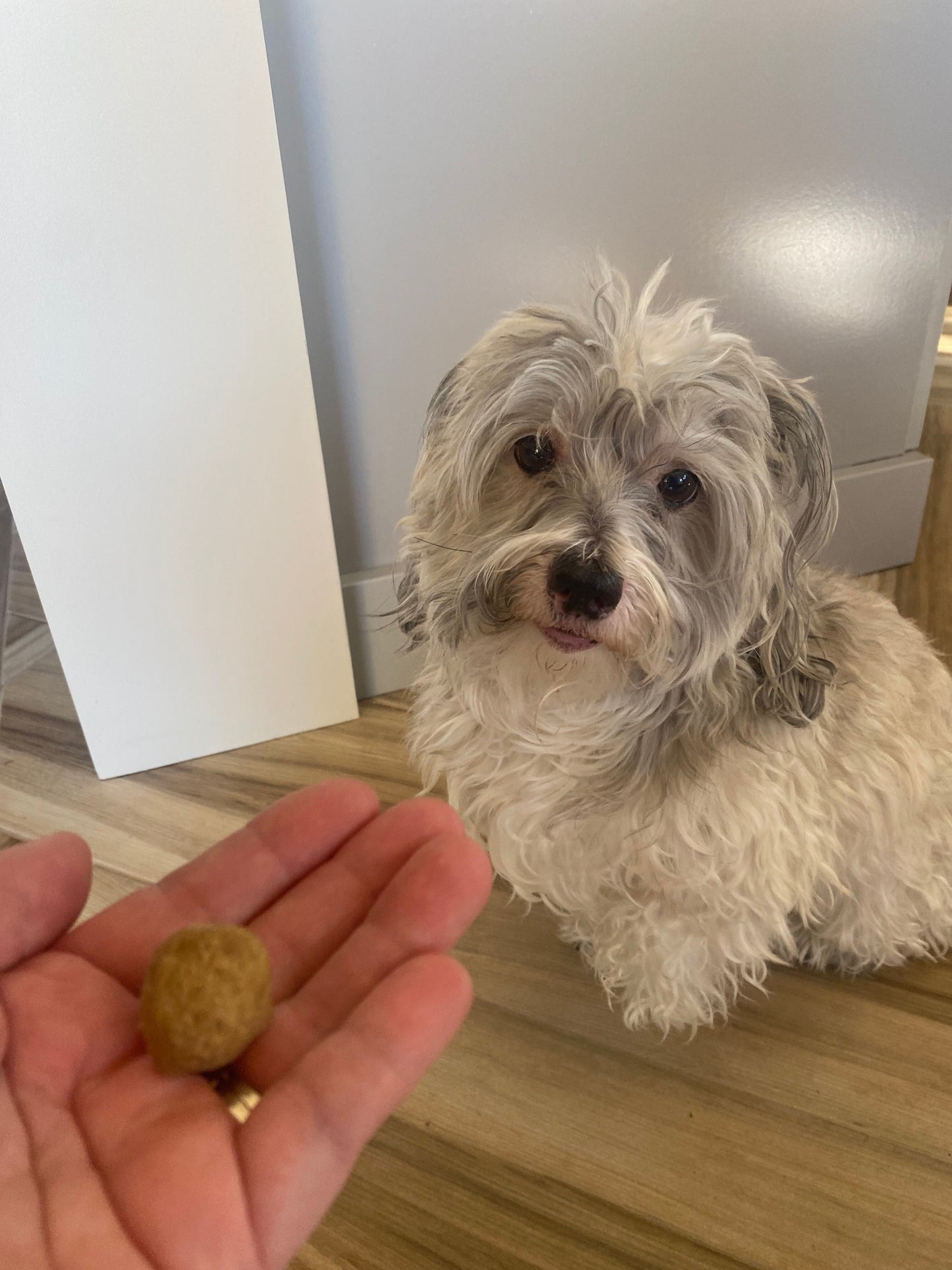 Who’s Got the Meatballs? Freeze Dried Chicken Meatballs